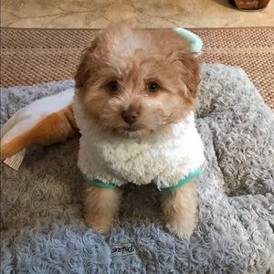 Meet your Posher, Amber